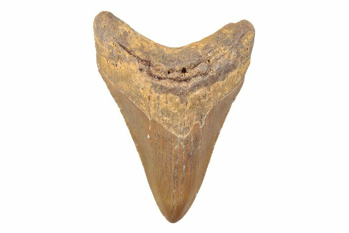 Serrated, Fossil Megalodon Tooth - North Carolina #202182